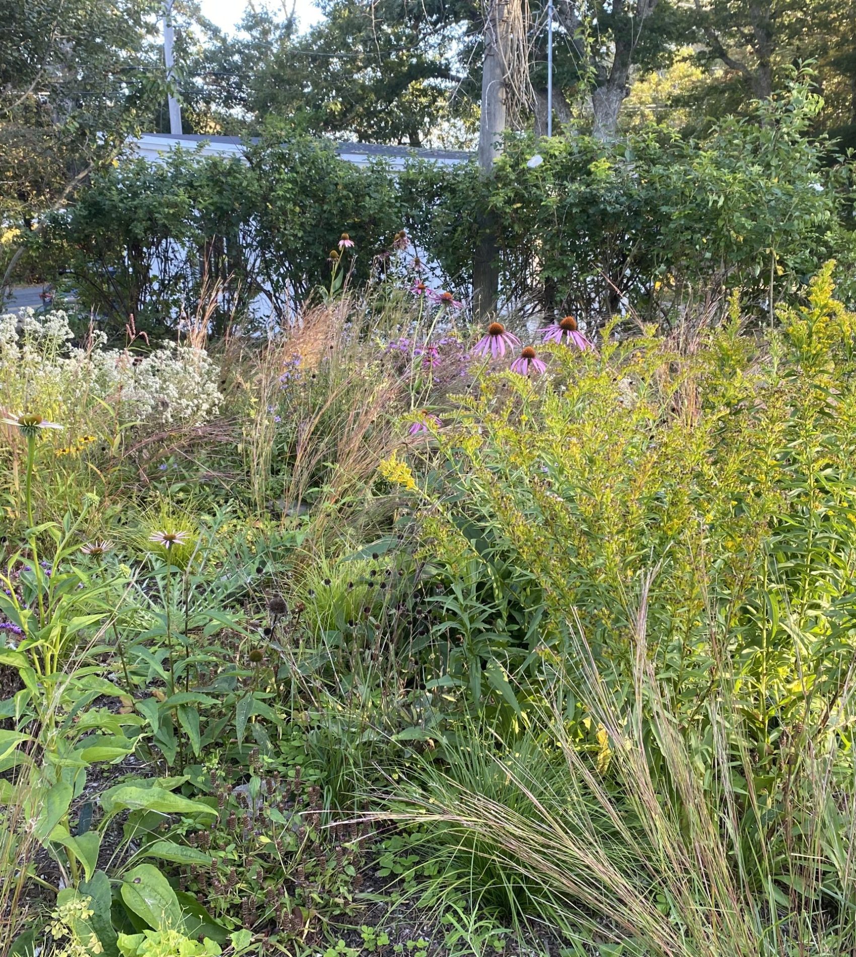South Dartmouth, MA native garden